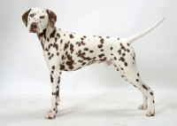 Picture of liver Dalmatian on white background