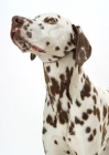 Picture of liver Dalmatian on white background, looking up