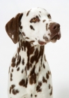 Picture of liver Dalmatian on white background, portrait
