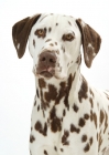 Picture of liver Dalmatian on white background, looking at camera