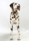 Picture of liver Dalmatian standing on white background