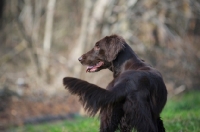 Picture of liver Flat Coated Retriever with tail up