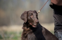 Picture of liver Flat Coated Retriever