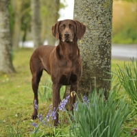 Picture of liver German Shorthaired Pointer