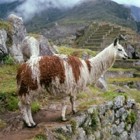 Picture of llama at machu picchu, peru