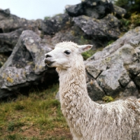 Picture of llama in peru