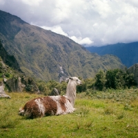 Picture of llama lying in peru, near machu picchu