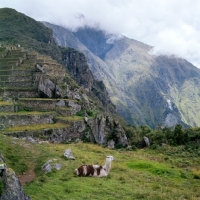 Picture of llama lying on grass near machu picchu