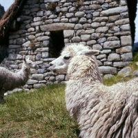 Picture of llama near a house in peru