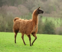 Picture of llama on grass