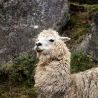 Picture of llama portrait