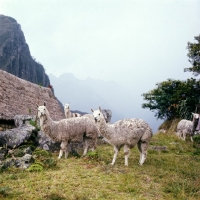Picture of llamas in south america
