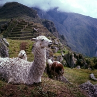 Picture of llamas near machu picchu, peru