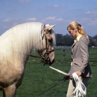 Picture of llanarth cadel, welsh pony of cob type (section c), head study with handler