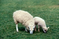 Picture of lleyn ewe with lamb grazing