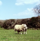 Picture of lleyn ewe with lamb