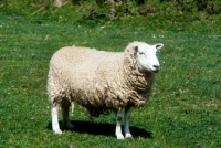 Picture of lleyn ewe