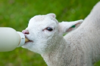 Picture of Lleyn lamb being fed from a baby's  bottle.