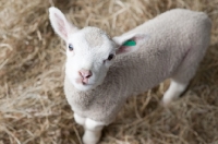 Picture of Lleyn lamb looking up at camera standing in some hay.