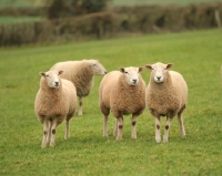 Picture of Lleyn sheep in field