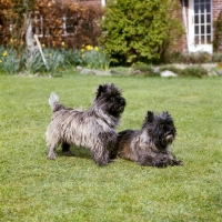 Picture of lofthouse fantasia, ch lofthouse victoria (sitting), two cairn terriers on the lawn