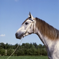 Picture of lokai horse at dushanbe