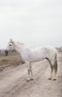 Picture of lokai horse standing on dirt road blending in with background