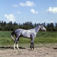 Picture of lokai stallion at dushanbe