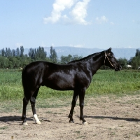 Picture of lokai stallion at dushanbe