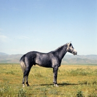 Picture of lokai stallion at dushanbe