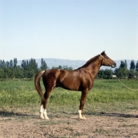 Picture of lokai stallion, part arab, at dushanbe
