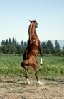 Picture of lokai stallion, part arab, rearing