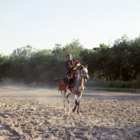 Picture of lokai stallion, ridden in dushanbe, rider in traditional clothes