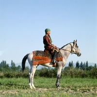 Picture of lokai stallion with decorated bridle and blanket at dushanbe, rider in traditional clothes