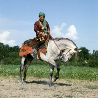 Picture of lokai stallion with decorated bridle and blanket pawing ground at dushanbe, rider in traditional clothes