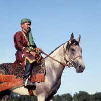Picture of lokai stallion with decorated bridle and blanket at dushanbe, rider in traditional clothes