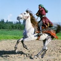 Picture of lokai stallion with decorated bridle and blanket being stopped, dushanbe, rider in traditional clothes