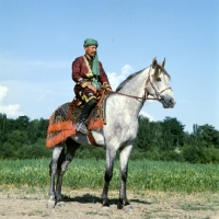 Picture of lokai stallion with decorated bridle and blanket at dushanbe, rider in traditional clothes