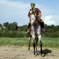 Picture of lokai stallion, with rider in traditional clothes at dushanbe