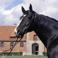 Picture of Lombard head and shoulders of Hanoverian stallion at Celle, he descends from the famous L line.