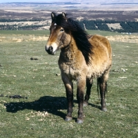 Picture of lone Highland Pony on the moors in spring