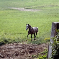 Picture of lone lipizzaner colt at wilhelm, piber