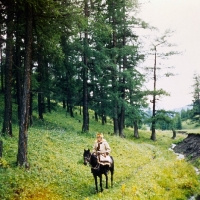 Picture of lone rider on altai horse in forest