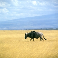 Picture of lone wildebeest in amboseli np