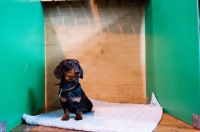 Picture of Lonely young Miniature Dachshund left on a show bench at Crufts 2012