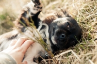 Picture of long-haired Chihuahua getting petted