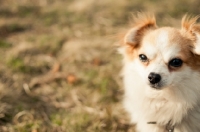 Picture of long-haired Chihuahua head study