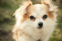 Picture of long-haired Chihuahua head study