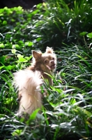 Picture of long-haired chihuahua in long grass looking over shoulder