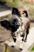 Picture of long-haired Chihuahua looking at camera